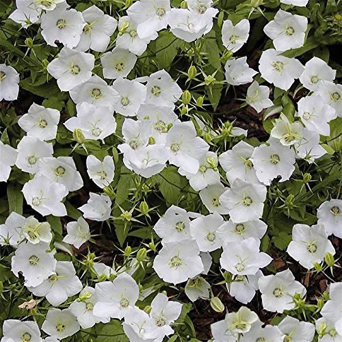 Campanula Carpatica Rapido 'White Clips' Perennial Plug Plants Pack x6