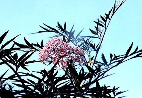 Flieder Holunder Black Lace Sambucus nigra Black Lace Containerware 60-80 cm