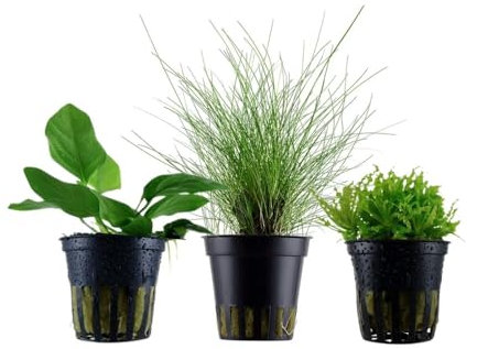 AquaOne Aquarium Pflanzen I 3X Wasserpflanzen I Vordergrund Aquarienpflanzen I Anubias Nana Eleocharis parvula Pogostemon helferi I Set mit 5 Vordergrundpflanzen
