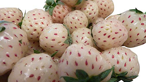 20 graines -ananas blanc Fraises- ***Pineberries***