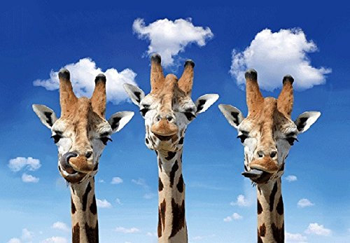 3 D Ansichtskarte Giraffen, Postkarte Wackelkarte Hologrammkarte Tier Giraffe
