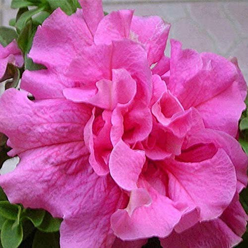 20 Stück Rose Red Petunia Hybrida Samen, Blumen Samen für Garten und Balkon,Ideale Garten Pflanzen, Balkon Pflanzen & Kübelpflanzen,20Pcs Rose Red Petunia Hybrida Seeds