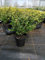 Ilex crenata 'Glorie Gem' 20-25 cm – Stechpalme Heckenpflanzen als Buchsbaum-Ersatz – Robuste, immergrüne Hecke für Garten und Terrasse