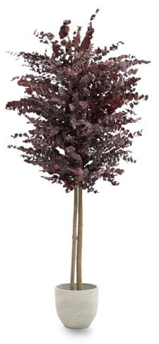 Maia Shop Eucalipto Preservado - Eucalipto Natural, Árbol Eucalipto Preservado Budeos 180 cm con Hojas Secas, Decoración Hogar, Plantas Naturales Interior