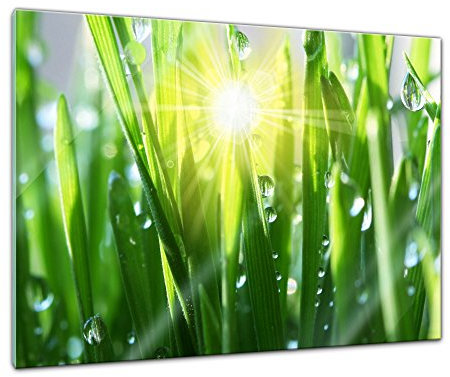 Bilderdepot24 Glasbild - Gras II - 80x60 cm - Deko Glas - Wandbild aus Glas - Bild auf Glas - moderne Bilderdepot24 Glasbilder - Glasfoto - Echtglas