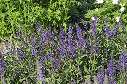Salvia nemorosa 'Viola Klose' ca. 9x9 cm Topf - Steppensalbei, violette Blüten, Blütezeit Juni-September, bienenfreundlich, ideal für Rabatten, pflegeleicht