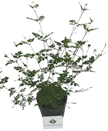 Jasminum Officinalis, Gelsomino siciliano, Pianta ornamentale da esterno prodotta da Vivai del Sole vaso diametro cm 16