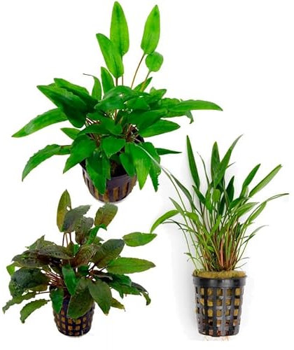 Assortimento 3 Cryptocoryne mix piante vive verdi decorative per acquari di acqua dolce resistenti di facile coltivazione e mantenimento adatte per neofiti