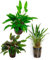 Assortimento 3 Cryptocoryne mix piante vive verdi decorative per acquari di acqua dolce resistenti di facile coltivazione e mantenimento adatte per neofiti