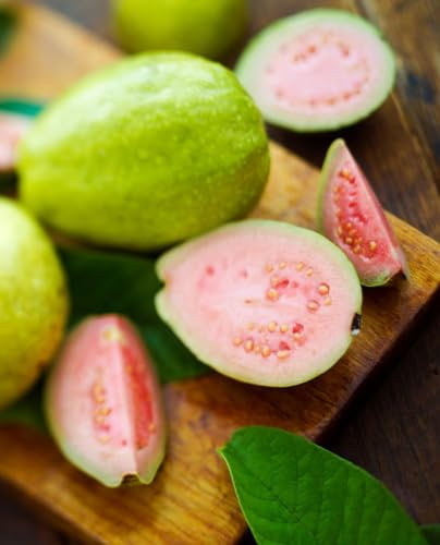 Pianta di GUAVA ROSA ‘Frutto Grande’ Psidium Guajava - in vaso Ø 18 cm – h. 80/100 cm