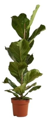 Vivaio Garden Forest Ficus lyrata - Pianta da interno sempreverde