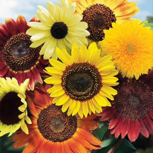Welldales 30 Pastel Fantasy Mix Sunflower Seeds UK Yellow Red Orange Dwarf & Giant Single Head