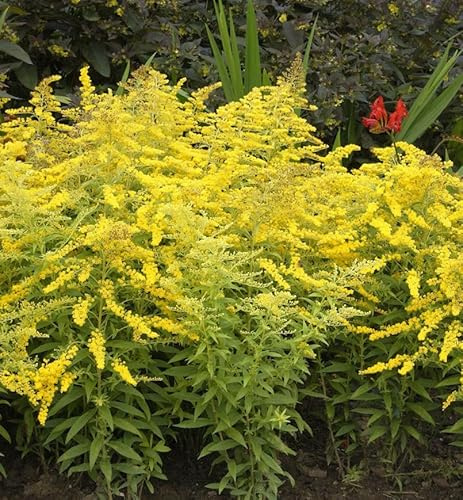 Zwerg-Goldrute Goldzwerg - Solidago virgaurea - lebende Gartenpflanze aus den Baumschulen
