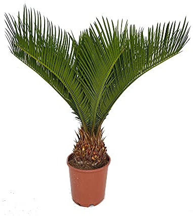 PALMERA NATURAL CYCA REVOLUTA M14 40-50CM PERFECTA PARA TERRAZAS Y JARDINES