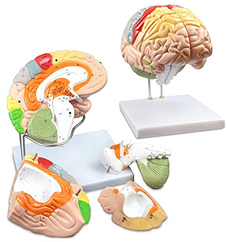 UIGJIOG Double Life Size Human Brain Modell 4-Teile Farbkodiertes Humanes Regionales Gehirn 130 Tasten Strukturelle Merkmale 9 Lebendige Farben, Um Die Verschiedenen Hirnfunktionen Zu Identifizieren