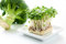 500 g Brokkoli Samen Bio Keimsaat Sprossen Microgreens Gesundes Gemüse