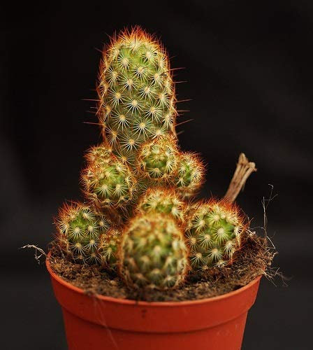 Mammillaria Kaktus elongata puntaspilli globulare spinoso seme raro Kaktus 100 SEMI