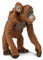 Safari Orang-Utan Female with Baby