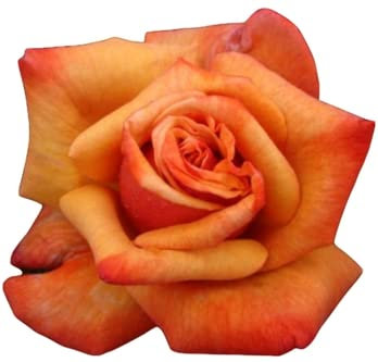 Rose Remember ME -Sympathy Gifts, Rememberance Gifts,Floral Rose Tributes