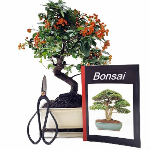 Genki-Bonsai Freiland Starterset Feuerdorn ca. 30–35 cm – 4-teiliges Bonsai-Set mit Schere, Untersetzer & Pflegeanleitung – für Balkon, Terrasse oder Garten – geeignet für Bonsai-Einsteiger