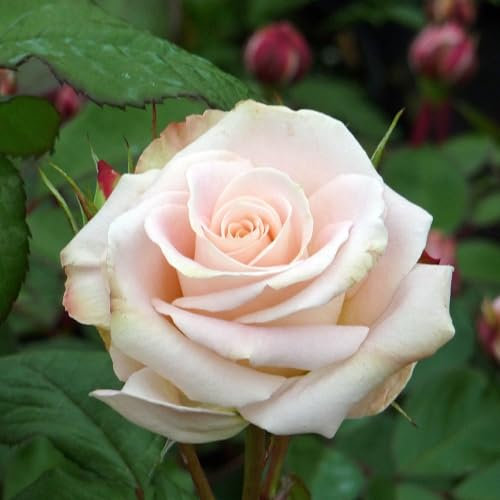Rose Chandos Beauty - A Unique Living Plant Gift to Celebrate Any Occasion