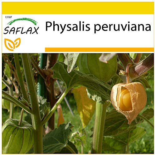 SAFLAX - Anzucht Set - Kapstachelbeere/Andenbeere - 100 Samen - Mit Mini-Gewächshaus, Anzuchtsubstrat und 2 Töpfen - Physalis peruviana