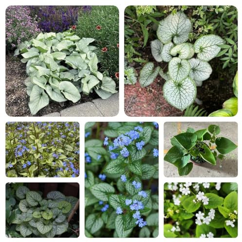150 pz Semi del nontiscordardimé del Caucaso - Piante da balcone, regali resistenti per giardinieri amatoriali Brunnera macrophylla - semi di fiori di campo, balcone semi rari, orto