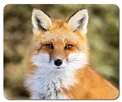 Destination Vinyl Ltd Beautiful Ginger Fox Mouse Mat Pad - Wild Animal Cub Mum PC Computer #8323