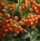 Feuerdorn Orange Glow 80-100cm - Pyracantha
