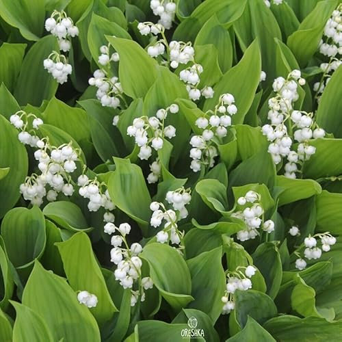Convallaria majalis 10 PCS Fresh Seeds, Lily of The Valley Seeds, May Bells, Our Lady's tears, Mary's tears, White Bell Flowers