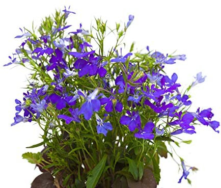 Lobelia Plants, 'Crystal Palace', 20 x Full Plant Pack, Bedding Plants, Garden Flowers, Lobelias, Garden Ready and Ready to Plant, Premium Quality Flowers
