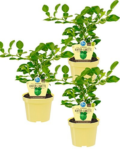Bio zitronige Kaffir-Limette, (Citrus hystrix), Kräuter Pflanzen aus nachhaltigem Anbau (3 Pflanzen, je im 12cm Topf)