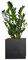 PFLANZWERK® Pflanzkübel Pflanzen - Glücksfeder Zamioculcas Zamiifolia 50cm - 1 Stück - Zimmerpflanze - Speziell für Blumentöpfe Blumenkübel *Exklusive Züchtung* *Premium Markenqualität*