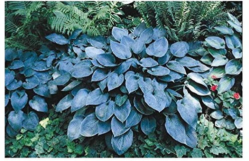 Bali-Hai Mail Order Nursery