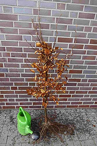 Rotbuchen 100st. 120-150cm Forstpflanzen Rotbuche Fagus sylvatica Wurzelware Heckenpflanzen