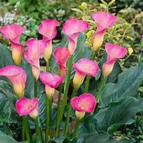 Calas bulbos,Bulbos calas gigantes,Calas plantas de colores,lirio de cala,flores herbáceas perennes,Zantedeschia aethiopica,robustas,fácil de cuidar,para plantar jardines.-6bulbos-F