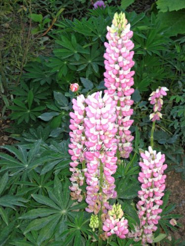 Staudenkulturen Wauschkuhn Lupinus polyphyllus 'Schloßfrau' - Lupine - Staude im 11cm Topf