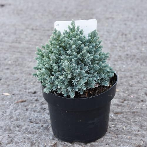 Juniperus Squamata 'Blue Spider' Compact Ground Cover Plant with Silvery-Blue Spider-Like Foliage Perfect for Gravel Beds or Containers 1x or 2X 3 Litre Pots by Thompson and Morgan