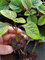 Generic 6X Plug Plant Plectranthus ciliatus Nico perennial, Mild Frost Resist: Only seeds