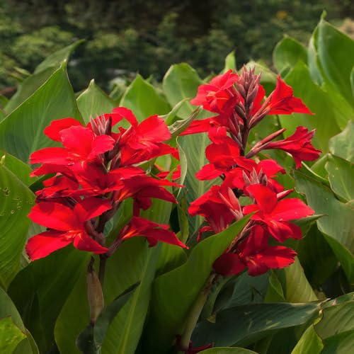 100 semi di giglio di canna