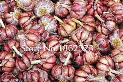 SVI fresca 100 unidades de semillas de hortalizas para la siembra de ajo rojo