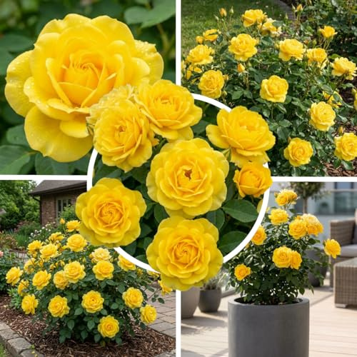 FLORIUM Gelbe Rose Winterhart Mehrjährig, 1 Wurzelnackte Pflanze aus Holland