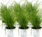 Echtes Katzengras (Cyperus alternifolius 'Zumula') (6)