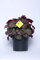 Plantì HEUCHERA, immergrüne Zierpflanze, echte Outdoor-Pflanze und echte Zimmerpflanze mit handförmigen Blättern einfach zu züchten Topfdurchmesser 19 cm (Cherry Cola)