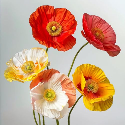 500 Samen Isländischer Mohn. SemiSauvage Permaculture