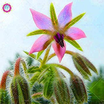 20PCS seltene blaue Borretschsamen Bonsai Blumen Samen Gemüse und Küche Würzen Pflanzen Essbare Vanilla Samen Staude 3