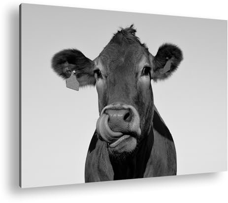 deyoli Leinwandbild Lustige Kuh – Charme auf der Weide Format: 70x50cm Effekt:Schwarz&Weiß XXL Kunstdruck Bild auf Holzrahmen/Wandbild/Wohnzimmer Dekoration