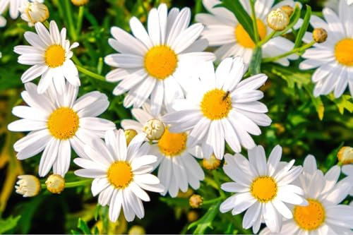 Semi fiori MARGHERITINA SELVATICA In Busta Ermetica MADE IN ITALY Qualità superiore con 95% di germogliazione con istruzioni
