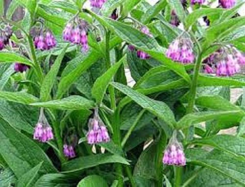 20 Seeds Comfrey - HERB - SYMPHYTUM OFFICINALE -Fertilizer-SLUG DETTERENT 20 Seeds