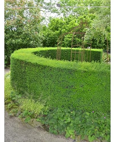 Gemeine Eibe Taxus baccata 80-100 cm. 3 Heckenpflanzen. Sichtschutz Hecke